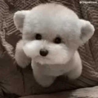 🐶