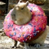 Capybara? By @derbysplitter