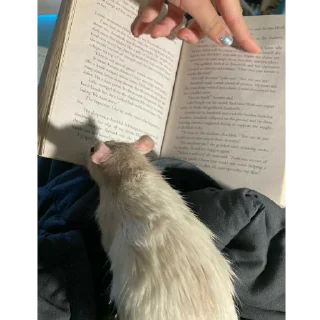📖