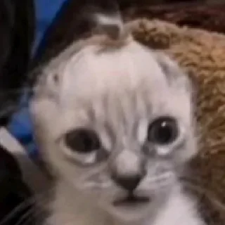 🥺