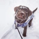 🐶
