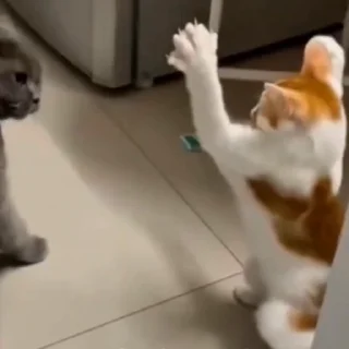 🤩
