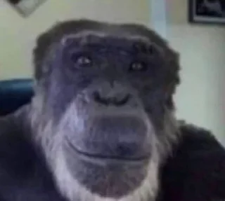 🦍