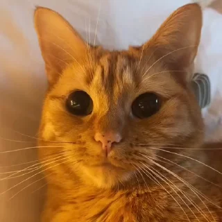 😼