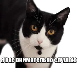 🙉