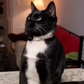 🐈