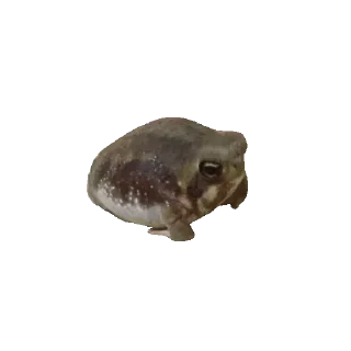🐸