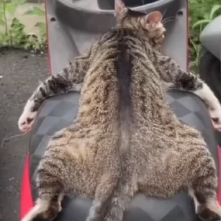 🐈‍⬛️