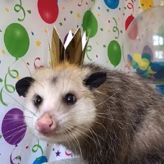 👑