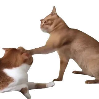 👊