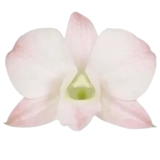 🌸