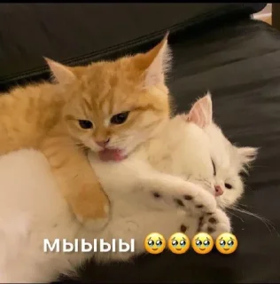 🥺