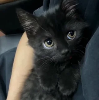 🐱