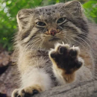 🐾