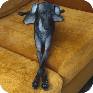 🐶