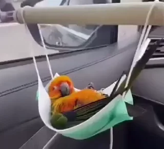 😷