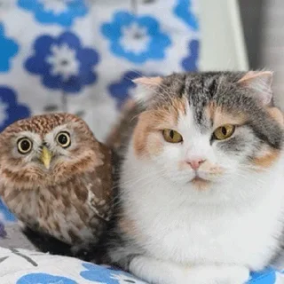 🐱