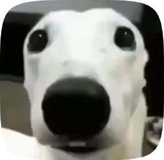 🐶
