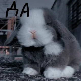 🐰