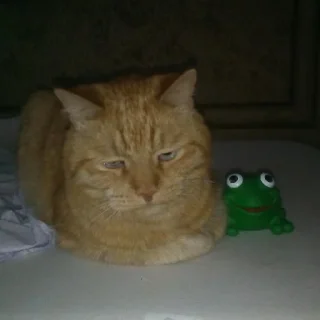 🐱