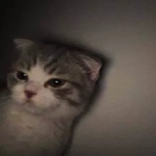kitiki :: @fStikBot