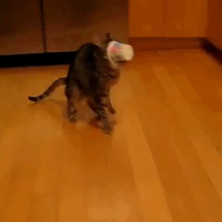 🐱