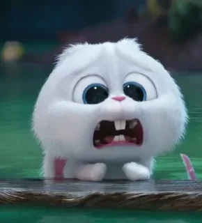 🐰