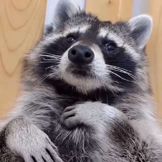 😽
