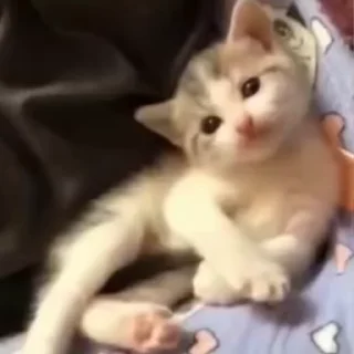 🐈‍⬛