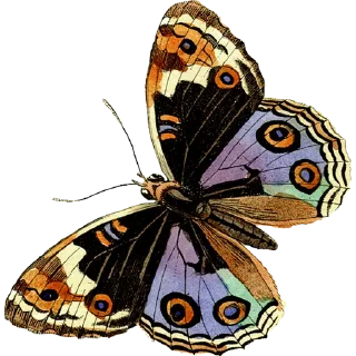 🦋
