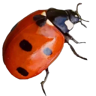 🐞