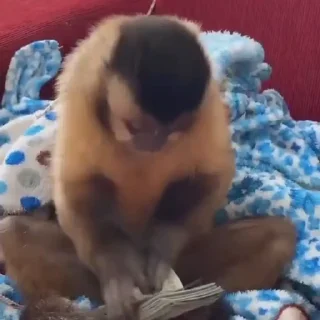 💸