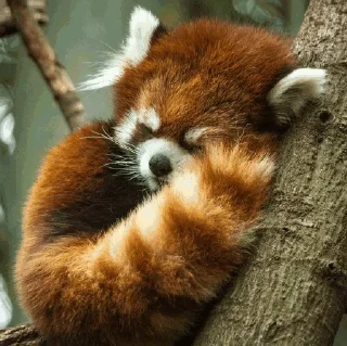 😴