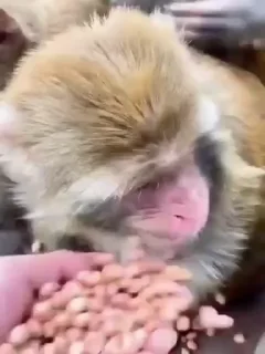 🤩