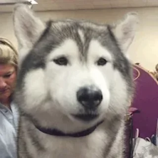 🐕
