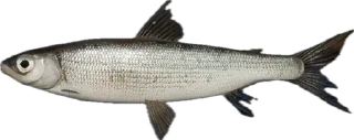 🎣