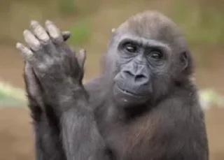 🐵