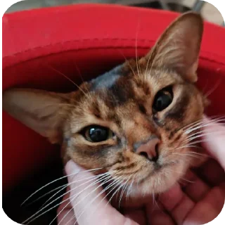 🐱