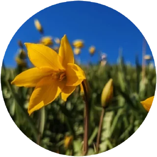 🌼