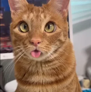 🤩