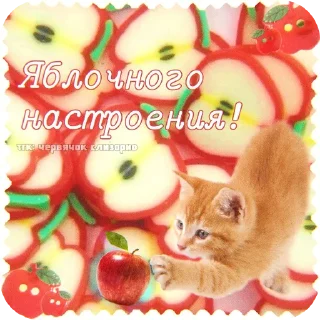 🐱