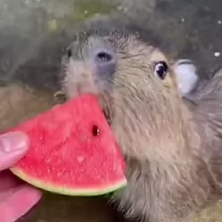 🍉