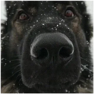 🐶