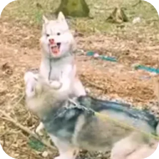 👍