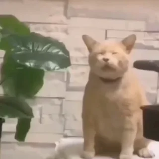 🐈