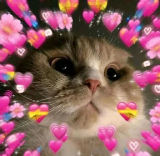 😻