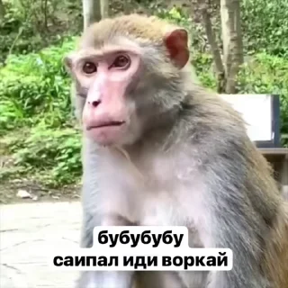 🌟