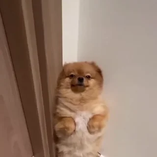 🤩