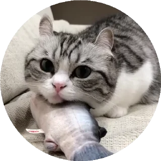 😺
