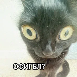 😾